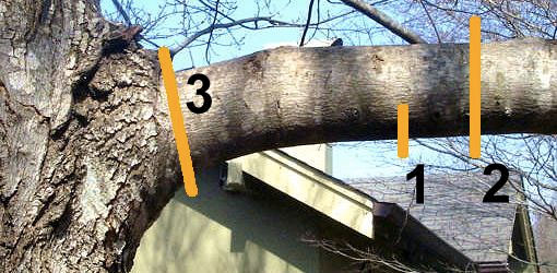 where to cut a tree branch