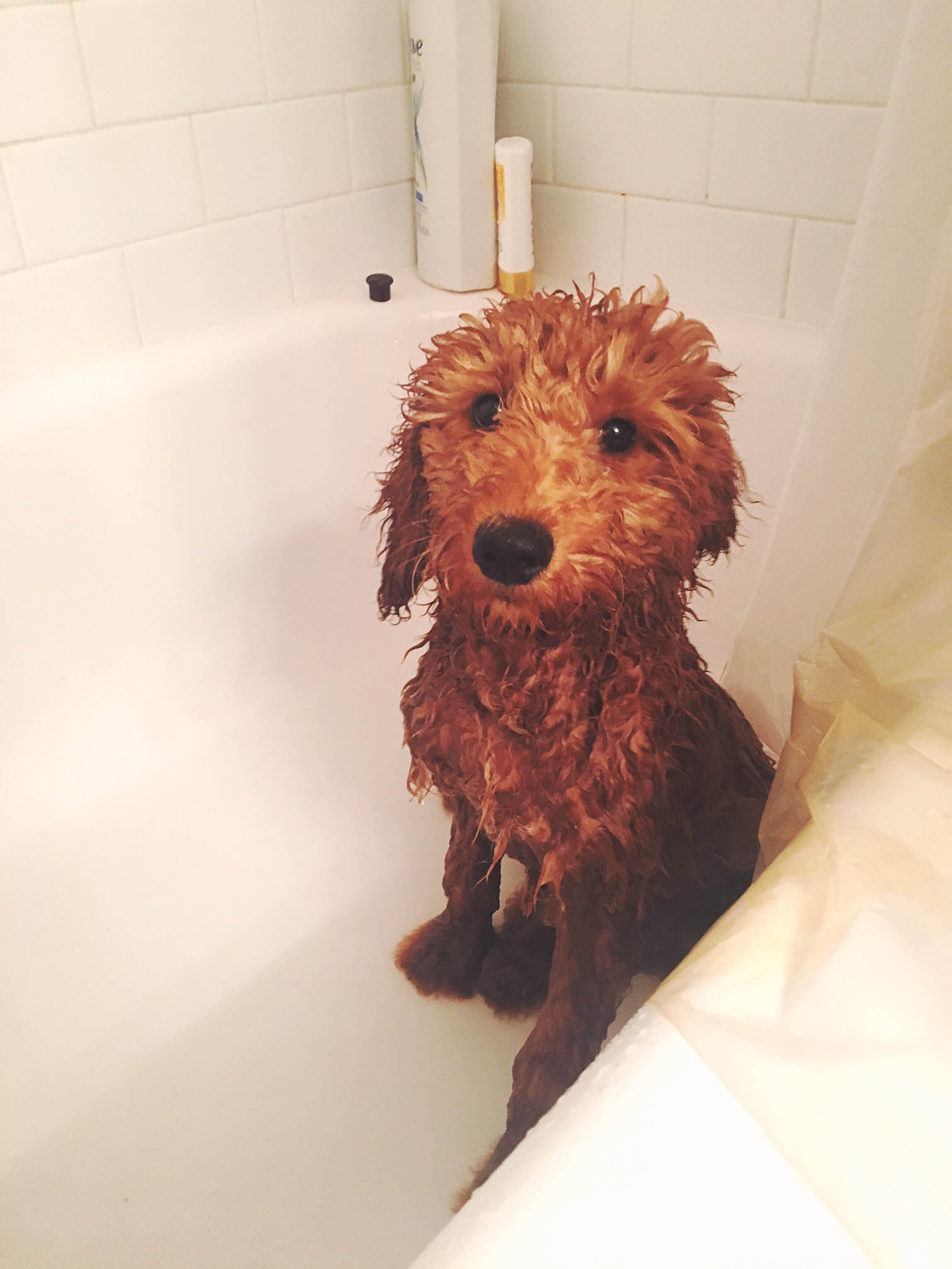 wet dog in a bathtub