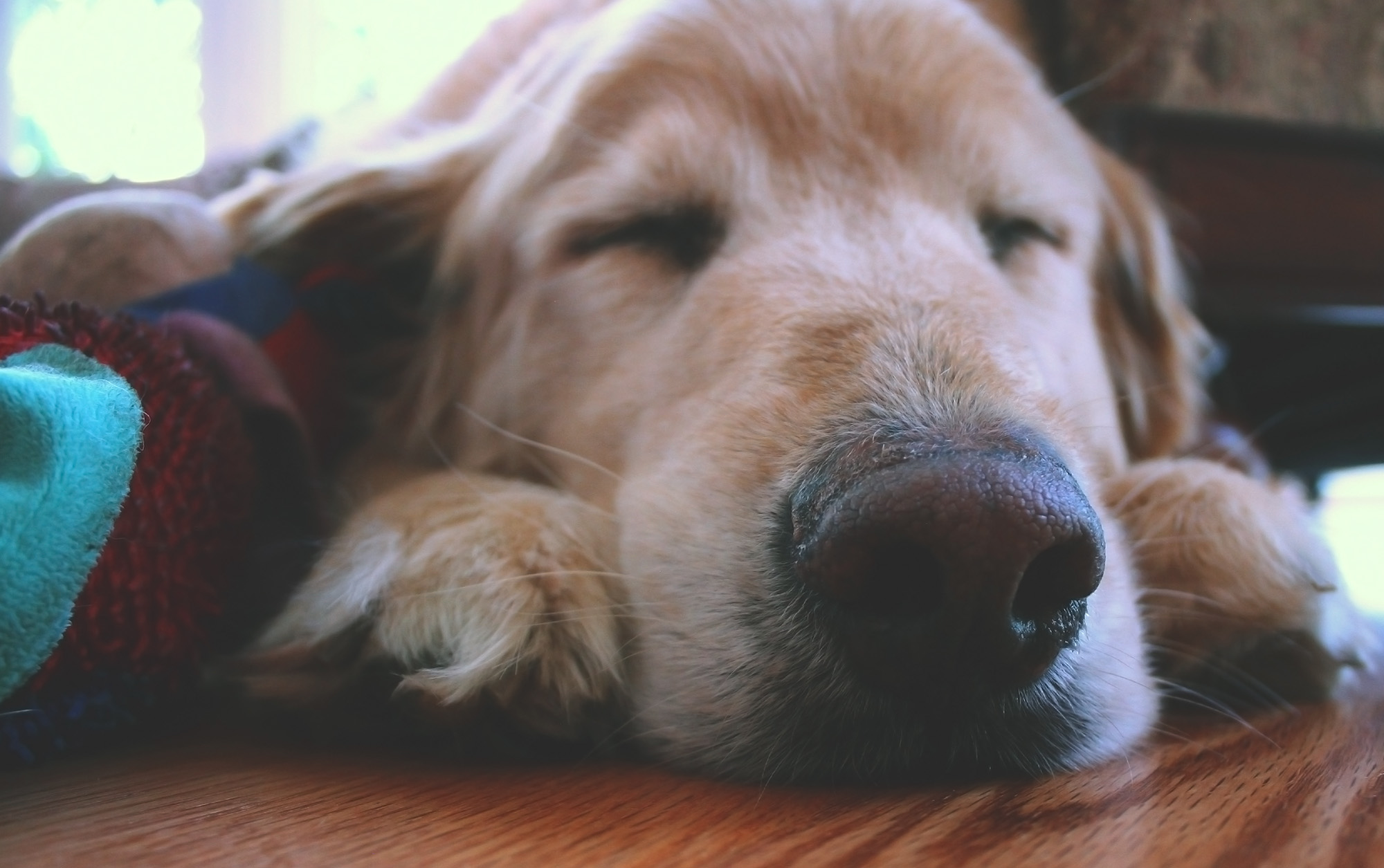 sleeping golden retriever