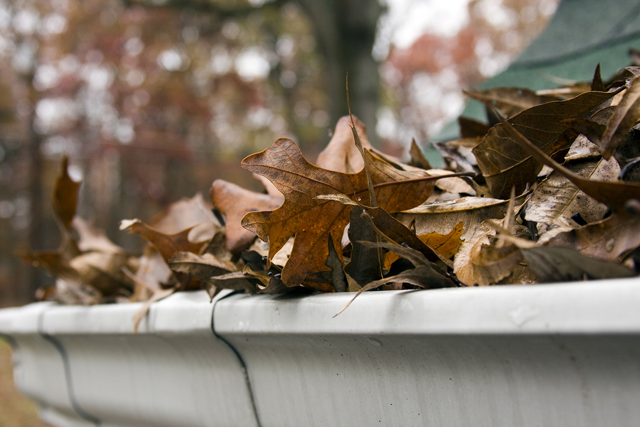 leaves in the gutter