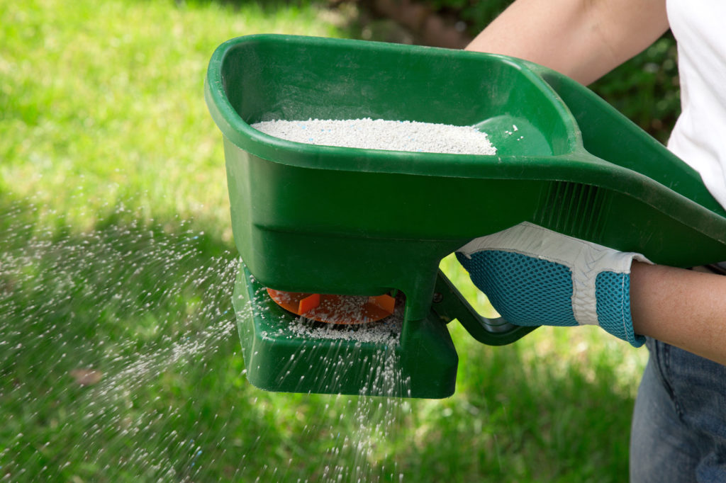 manually fertilizing the lawn