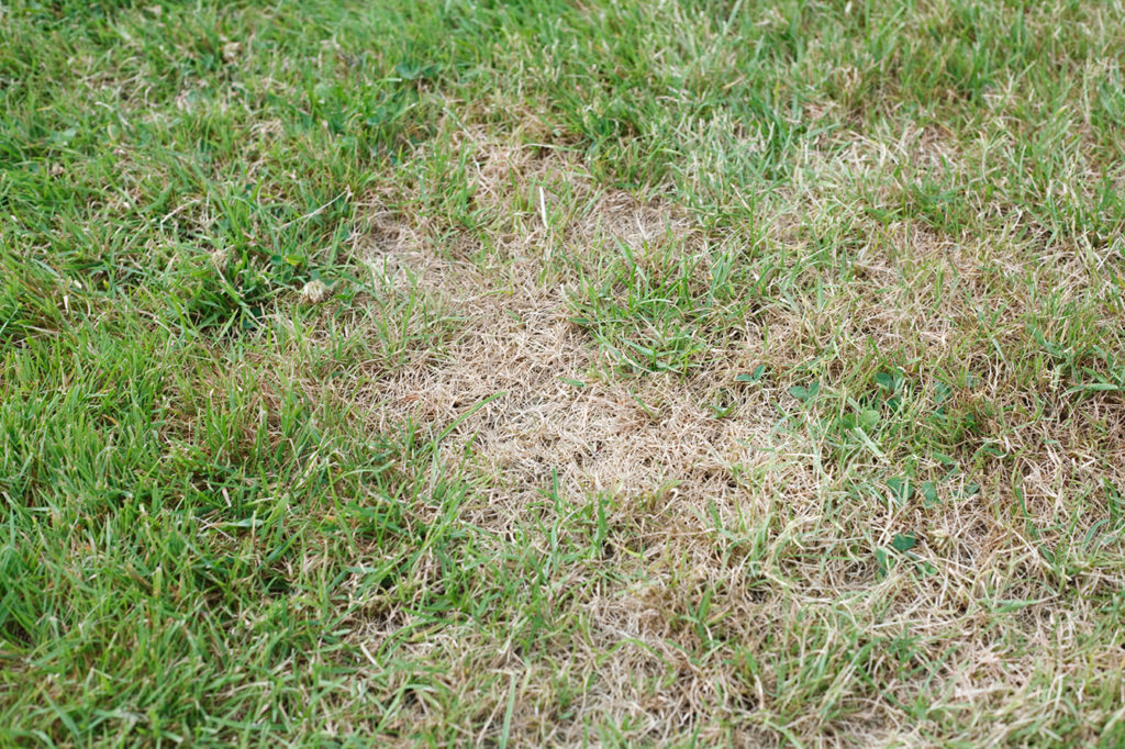 lawn with unhealthy brown dead patches