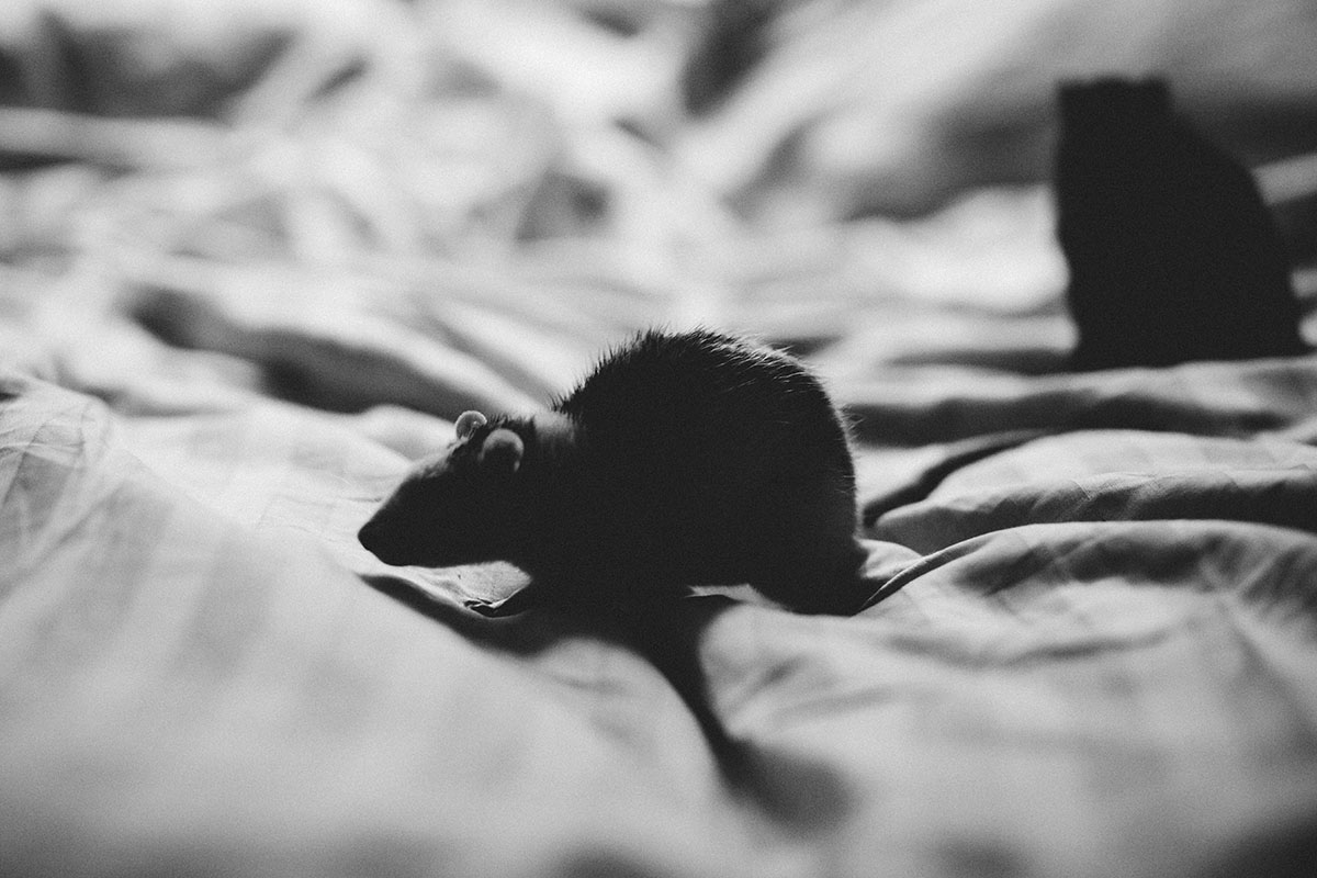 mouse on a bed