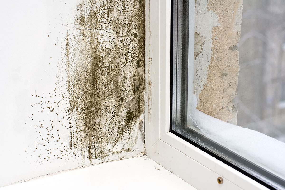 mold on a windowsill