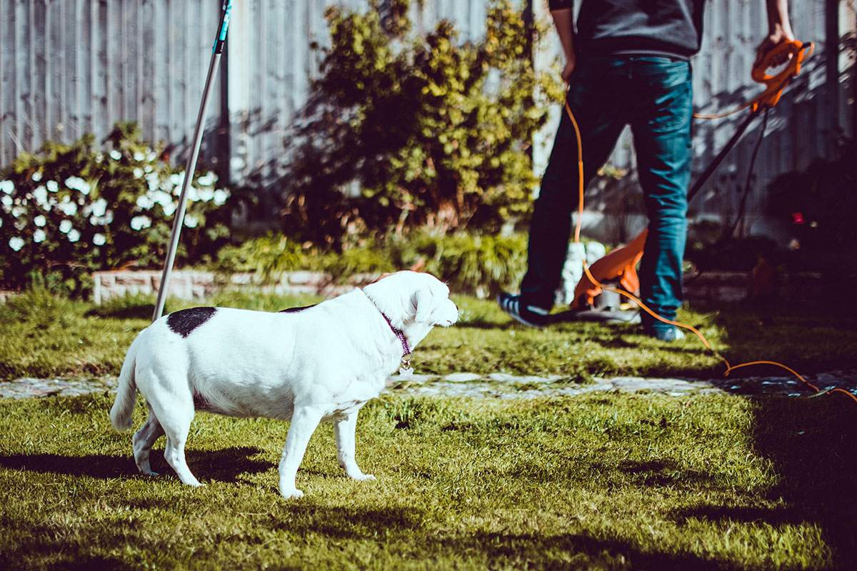 dog standing in a yard while man does lawn maintenance