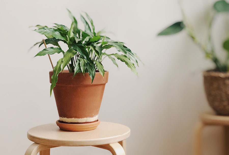 green plant in a clay pot