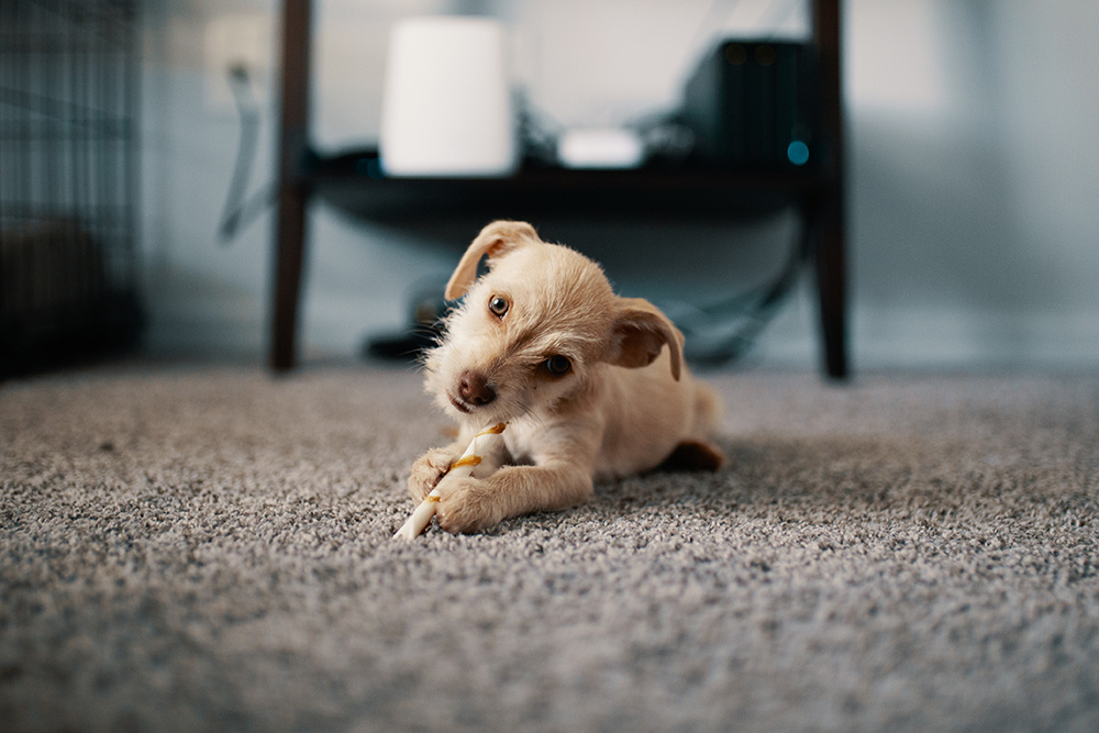 puppy chewing on a bone