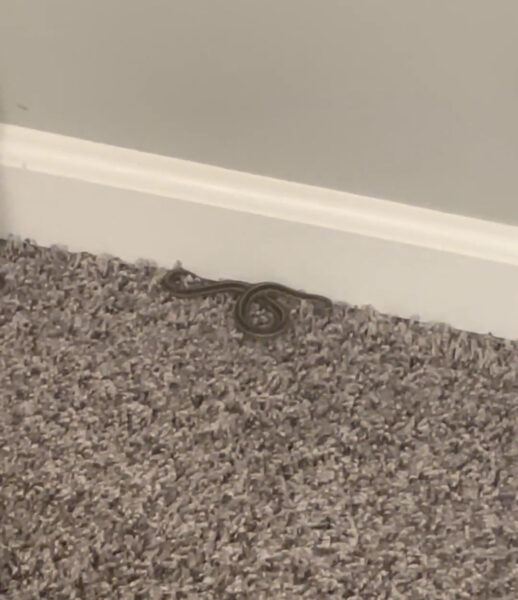 snake curled up in a basement