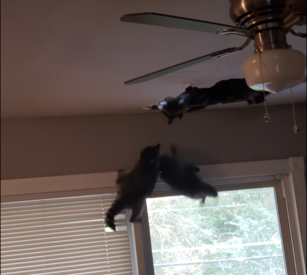 Raccoons climbing out of a hole in the ceiling