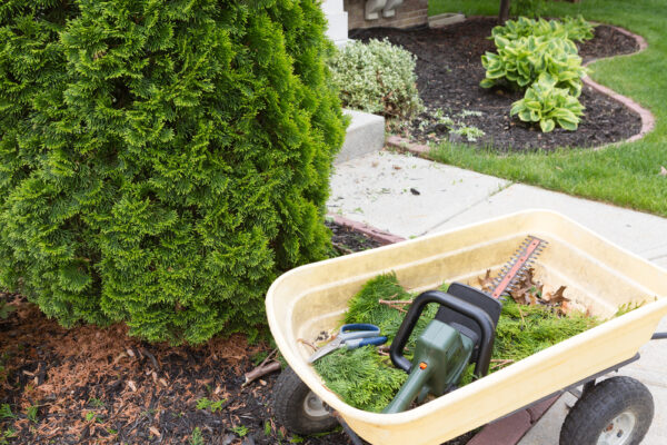 Using a hedge trimmer to trim bushes