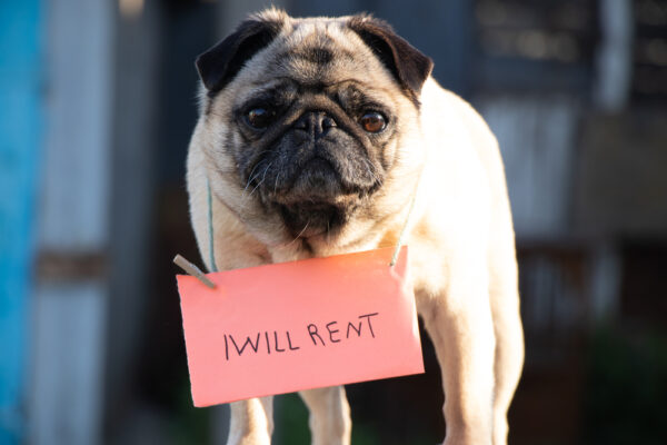 a pug dog with a sign on his neck