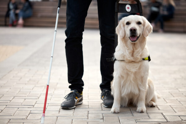 service dog helping a blind person