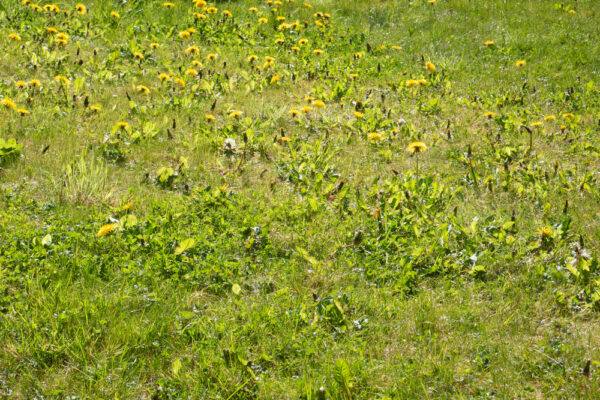 grass full of weeds and dandelions